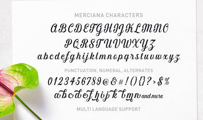 Hand-Lettered Font Bundle - 17 Romantic Script Fonts - Artixty