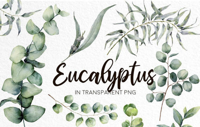 Eucalyptus Mania Watercolor Design Bundle - Artixty