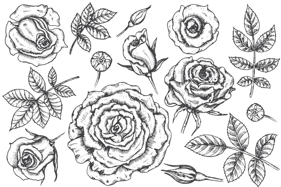 The Large Vector Flowers Bundle - 400+ Design Elements - Artixty