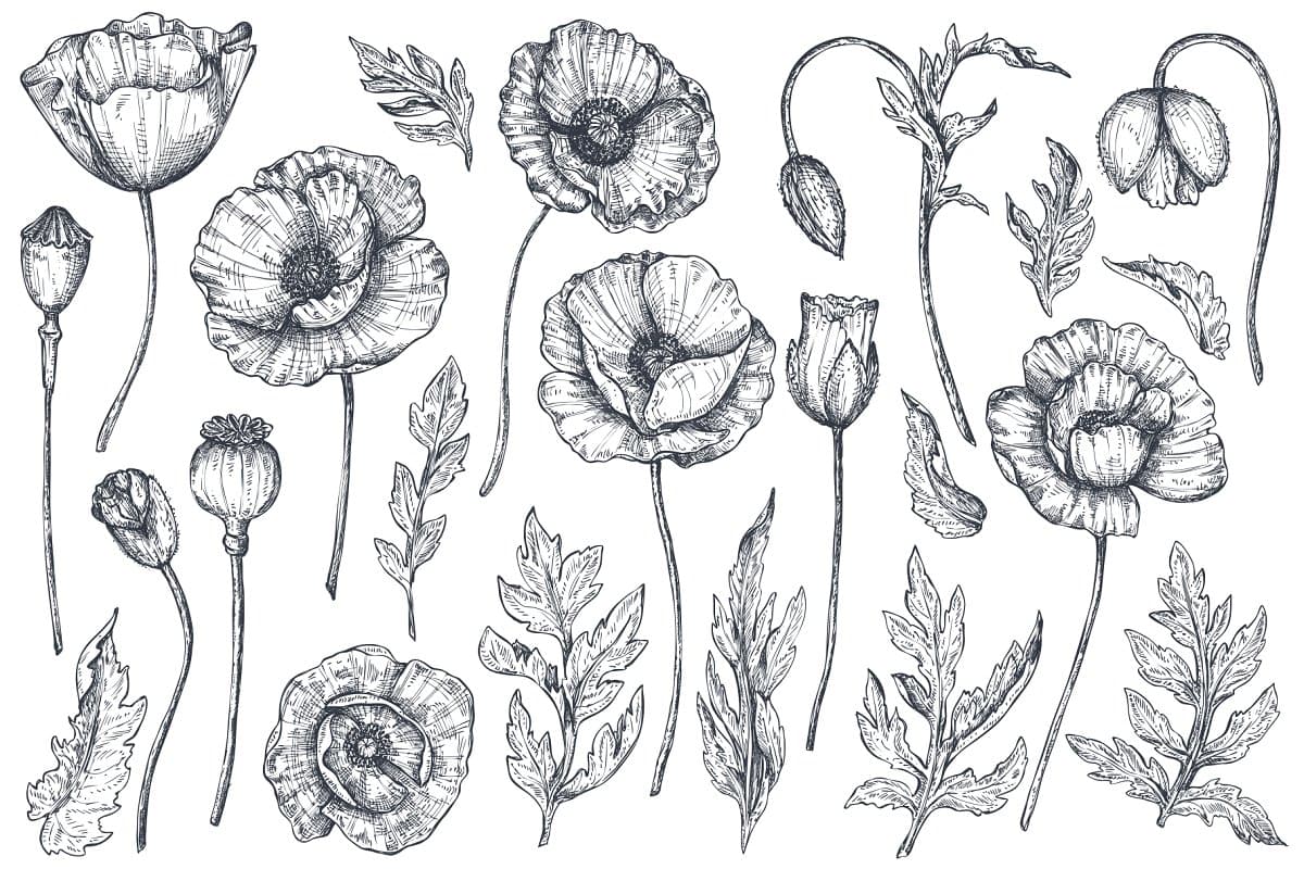 The Large Vector Flowers Bundle - 400+ Design Elements - Artixty