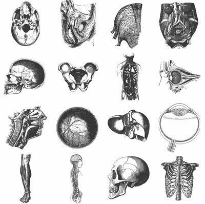 The Vintage Illustrations Bundle - 1391 Design Elements - Artixty