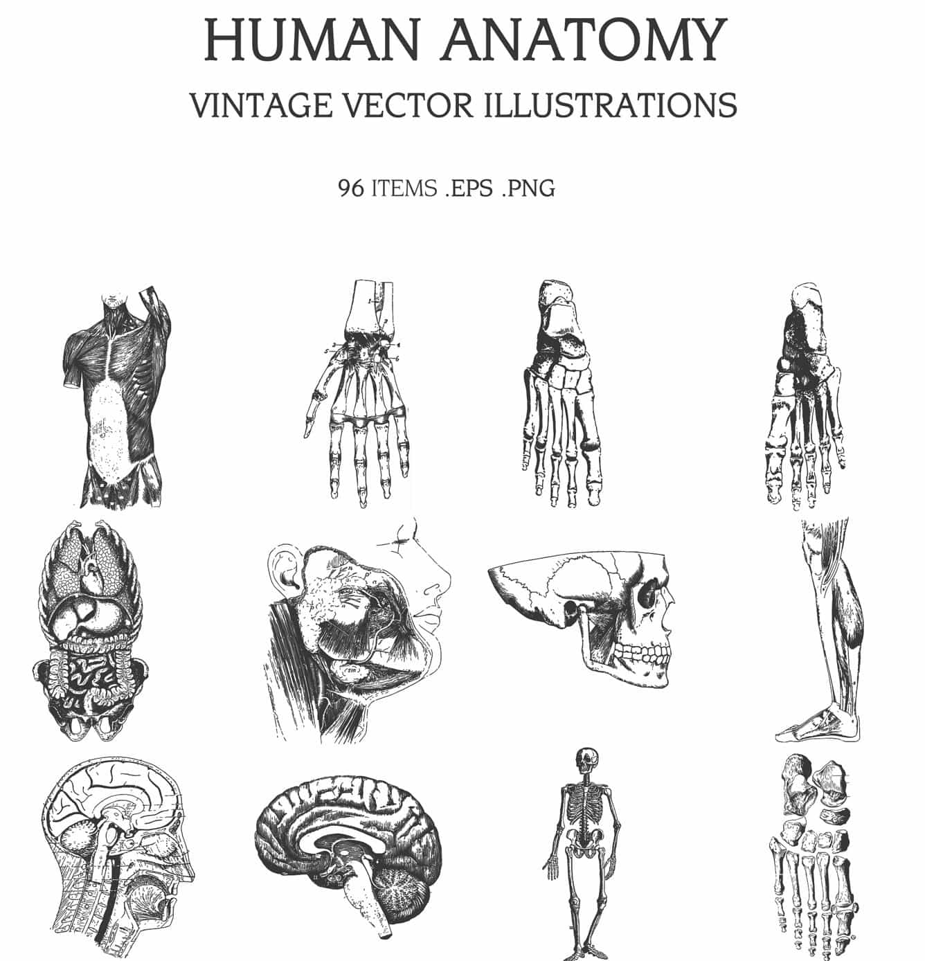 The Vintage Illustrations Bundle - 1391 Design Elements - Artixty
