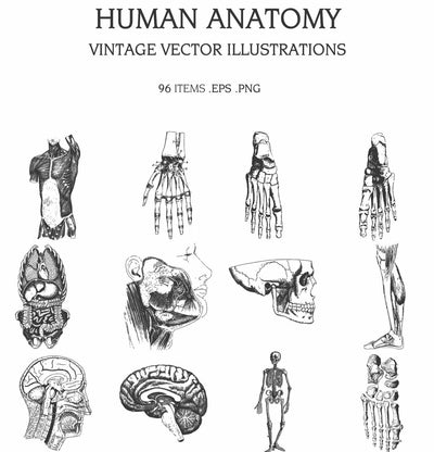 The Vintage Illustrations Bundle - 1391 Design Elements - Artixty