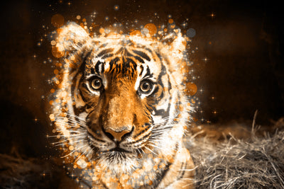 The Professional Bundle Of 15 Photoshop Actions