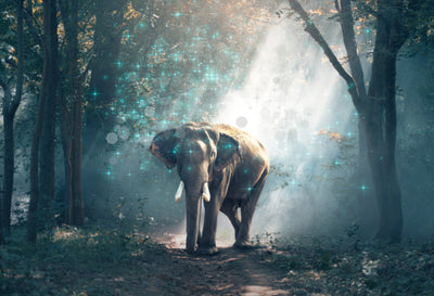 The Professional Bundle Of 15 Photoshop Actions