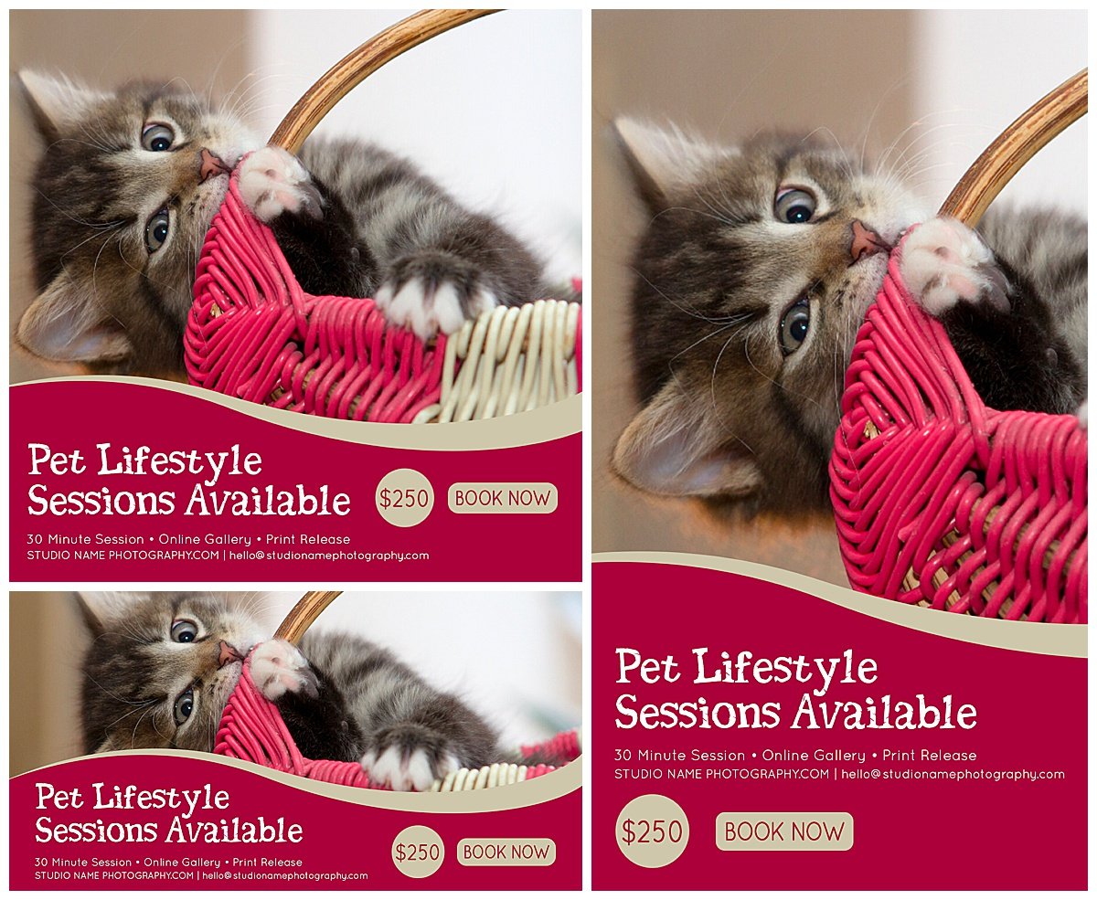 The Complete Pet Photography Collection-Learning-Artixty