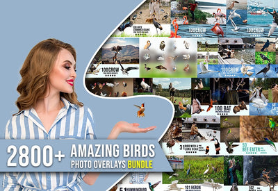 2,800+ Amazing Birds Overlays Bundle - Artixty