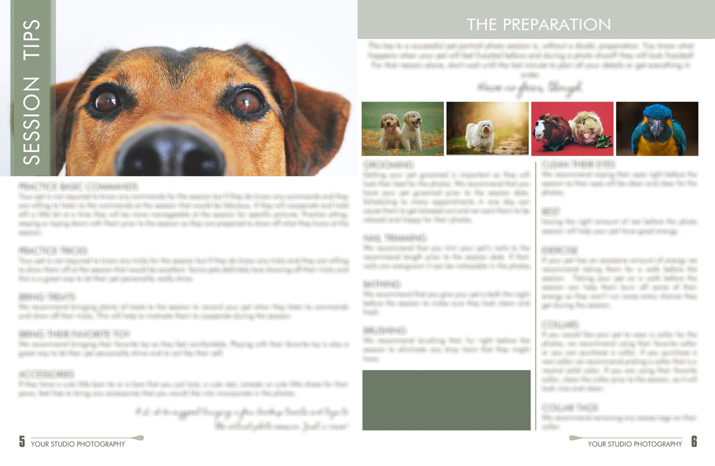 The Complete Pet Photography Collection-Learning-Artixty