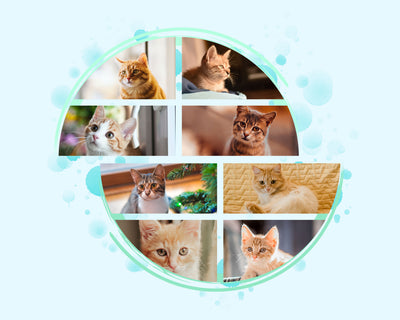 The Photo Collage Frames Bundle - Artixty