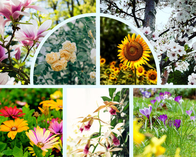 The Photo Collage Frames Bundle - Artixty
