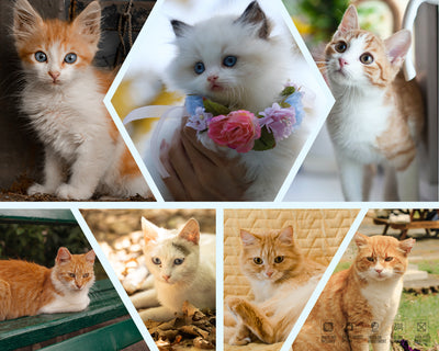 The Photo Collage Frames Bundle - Artixty