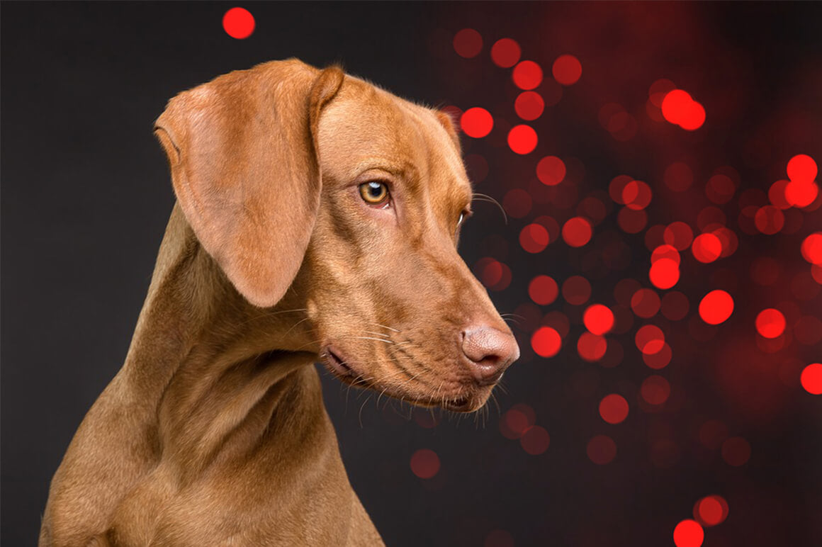 Big Pack Of 100+ Bokeh Photo Overlays - Artixty
