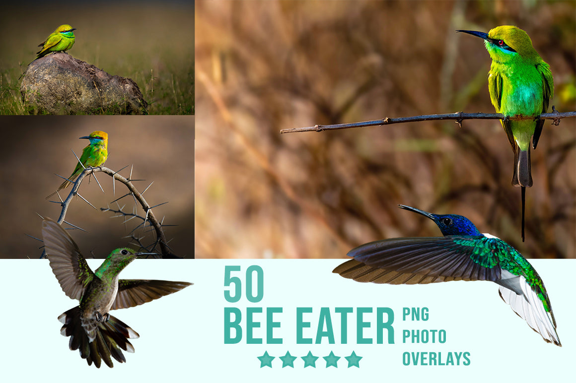 2,800+ Amazing Birds Overlays Bundle-Graphics-Artixty
