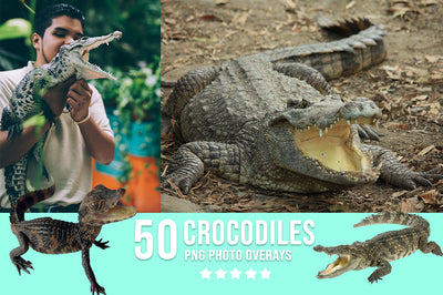 3030+ Animal Photo Overlays Bundle - Artixty