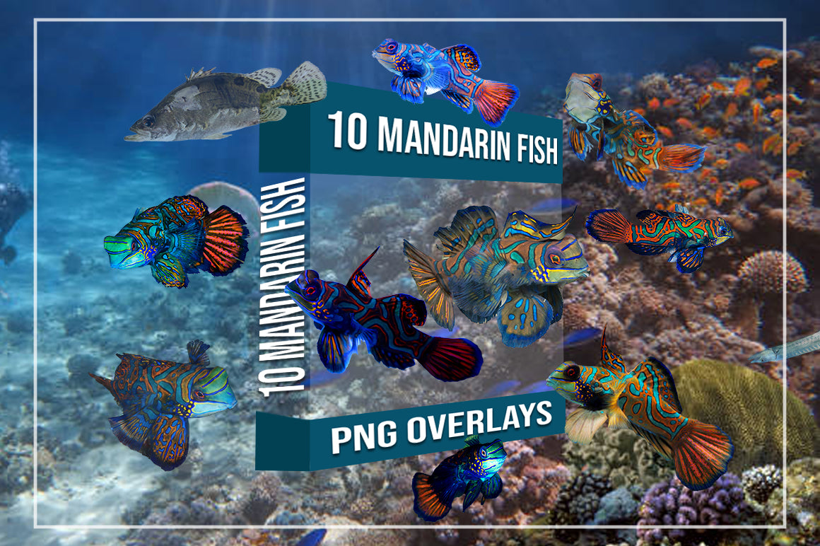 808 Sea Creatures & Fish Overlays Bundle - Artixty