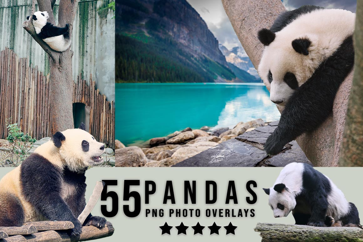 3030+ Animal Photo Overlays Bundle - Artixty