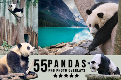 3030+ Animal Photo Overlays Bundle - Artixty