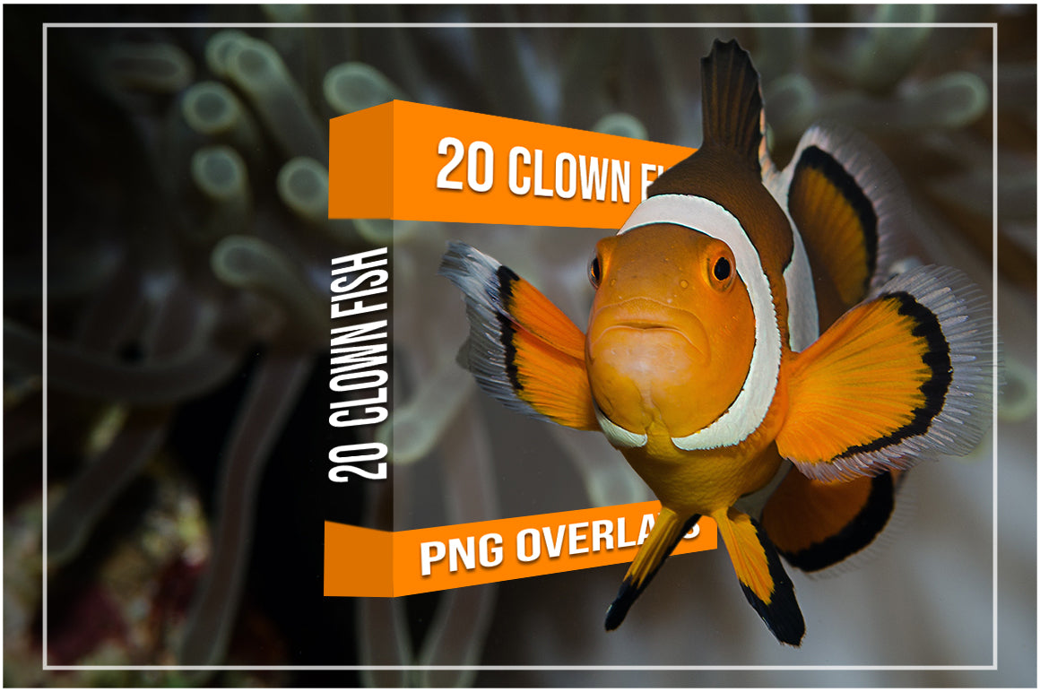 808 Sea Creatures & Fish Overlays Bundle - Artixty