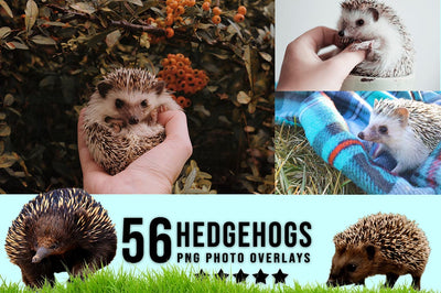 3030+ Animal Photo Overlays Bundle - Artixty