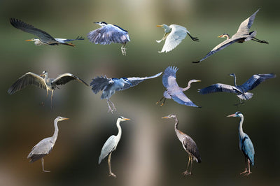 2,800+ Amazing Birds Overlays Bundle-Graphics-Artixty