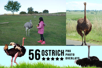 3030+ Animal Photo Overlays Bundle - Artixty