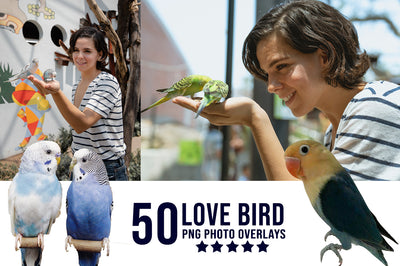 2,800+ Amazing Birds Overlays Bundle-Graphics-Artixty