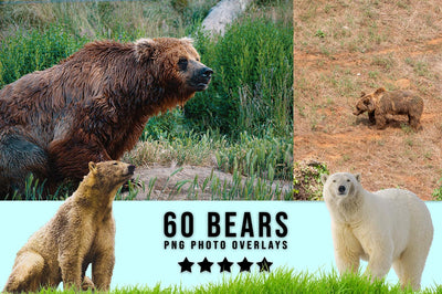 3030+ Animal Photo Overlays Bundle - Artixty