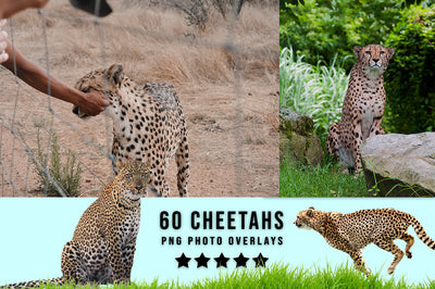3030+ Animal Photo Overlays Bundle - Artixty