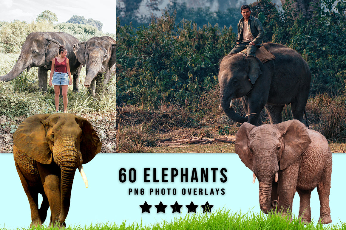 3030+ Animal Photo Overlays Bundle - Artixty