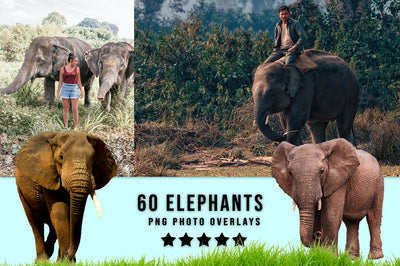 3030+ Animal Photo Overlays Bundle - Artixty