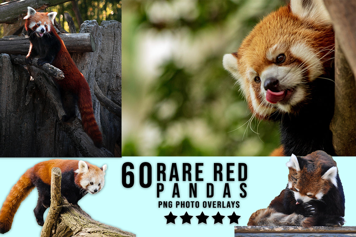 3030+ Animal Photo Overlays Bundle - Artixty