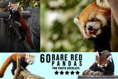 3030+ Animal Photo Overlays Bundle - Artixty
