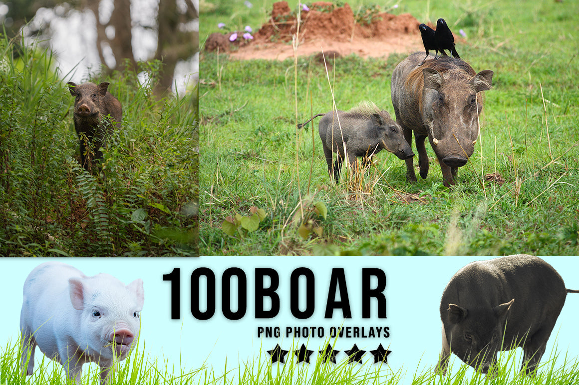 3030+ Animal Photo Overlays Bundle - Artixty