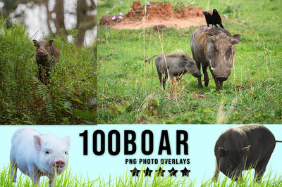 3030+ Animal Photo Overlays Bundle - Artixty