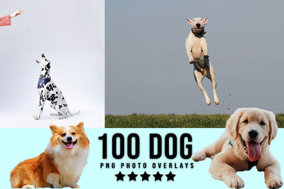 3030+ Animal Photo Overlays Bundle - Artixty
