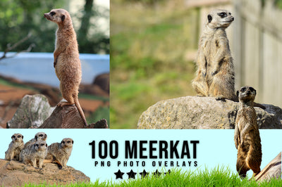 3030+ Animal Photo Overlays Bundle - Artixty