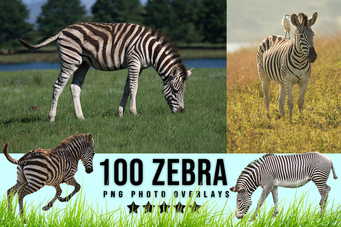 3030+ Animal Photo Overlays Bundle - Artixty