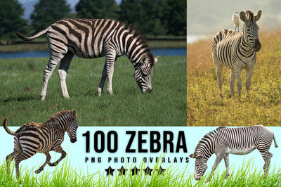3030+ Animal Photo Overlays Bundle - Artixty