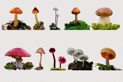 1040+ Amazing Watercolor Illustrations Bundle - Artixty