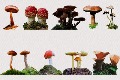 1040+ Amazing Watercolor Illustrations Bundle - Artixty