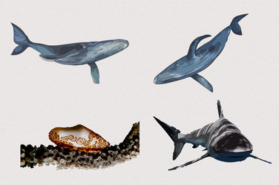 1040+ Amazing Watercolor Illustrations Bundle - Artixty