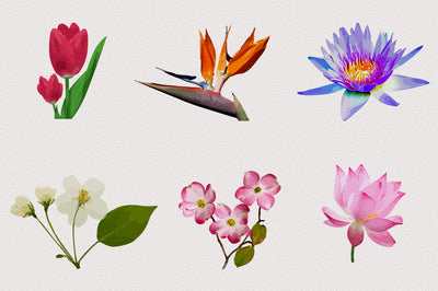 1040+ Amazing Watercolor Illustrations Bundle - Artixty