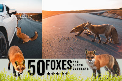 3030+ Animal Photo Overlays Bundle - Artixty