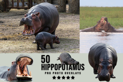 3030+ Animal Photo Overlays Bundle - Artixty